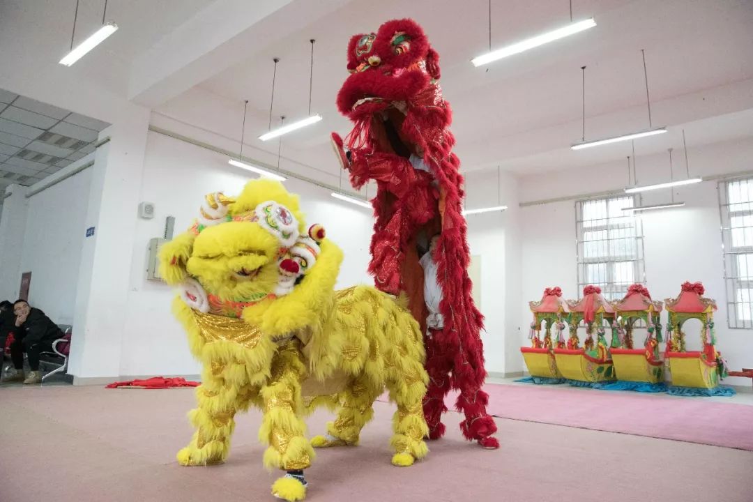 这群中江狮子为啥逗人爱？能跳能翻还会抓痒眨眼、难怪火了7年