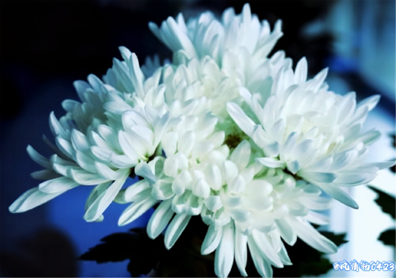 龙姓基因,龙基因斗鱼