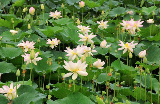 山东聊城十大旅游景点排名,聊城旅游景点光岳楼在哪