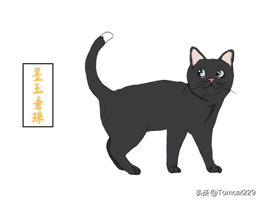古代是如何给猫咪取名字的,古人给猫取名字