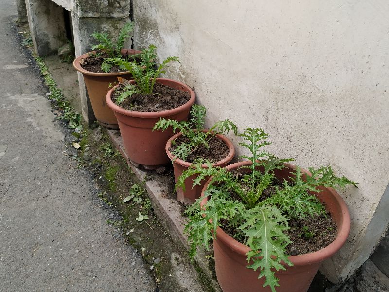 杭州四眼井怎么去,杭州四眼井村