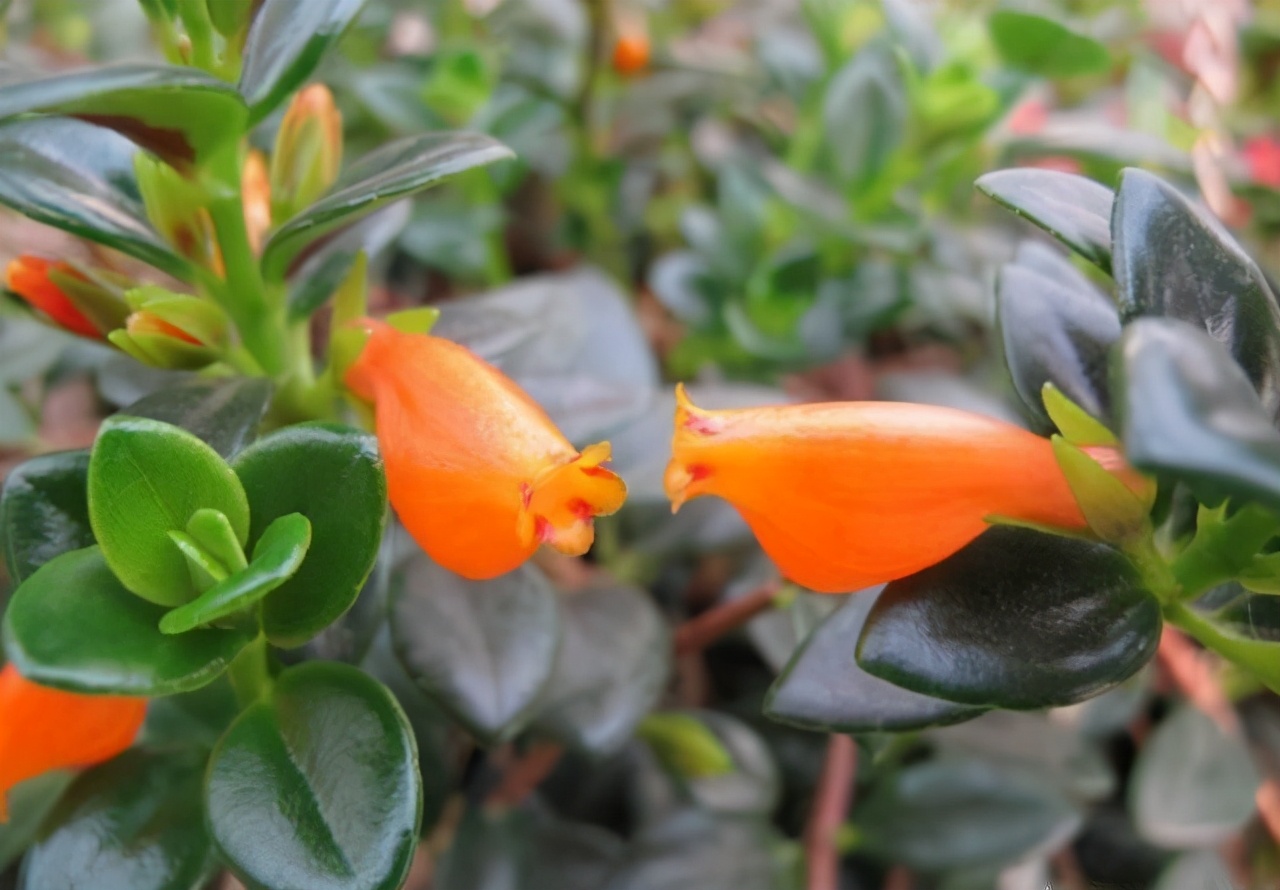 金鱼吊兰怎么养越养越亮,金鱼吊兰怎么养最旺盛