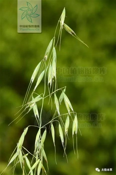 野燕麦煮水喝能止汗吗,野燕麦怎么止汗