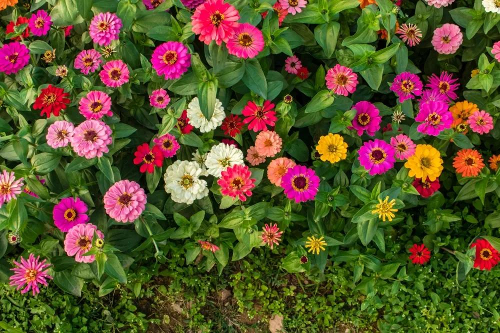广州花海最新视频,广州花海大片蔚为壮观