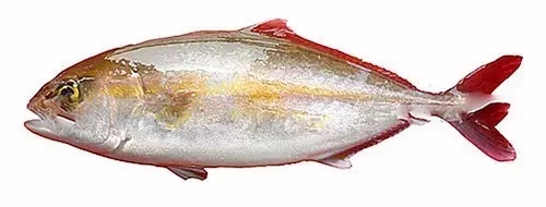 目前最顶级的海鲜鱼,世界上最顶级的海产鱼类