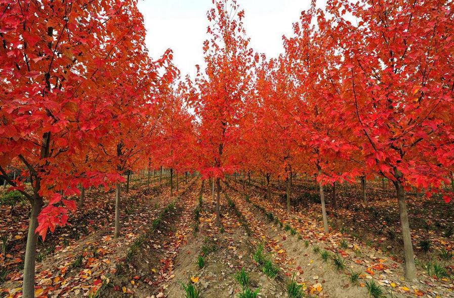 2022年最值钱紧缺的苗木是啥,什么苗木最值钱又好养