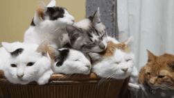 用舌头舔猫会怎样,舔猫头一口会有什么反应