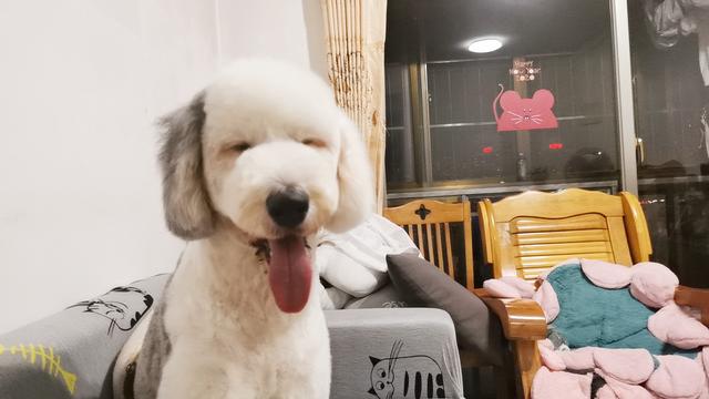 母狗发情期,狗主人记得要做好这3点,要不然哪天带球回家你别哭