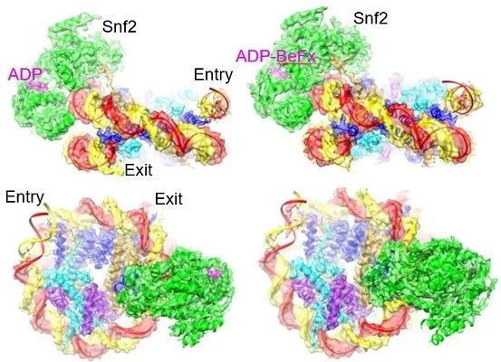 冷冻电镜最新研究,冷冻电镜研究成果涌现