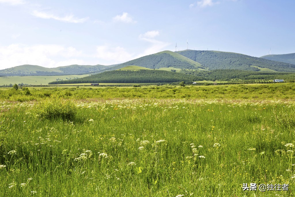 丰宁野花,丰宁坝上草原花海