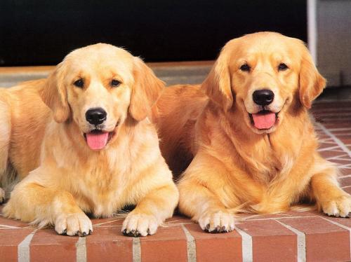 金毛吃得多怎么养,金毛吃进去食物多久能消化