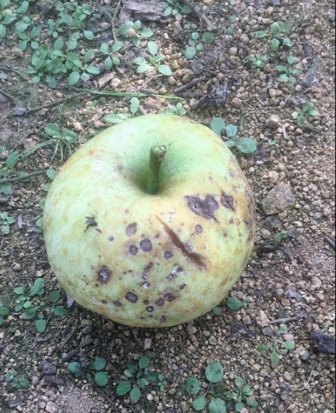苹果苦痘病症状及发生原因,有苦痘病苹果还能吃吗