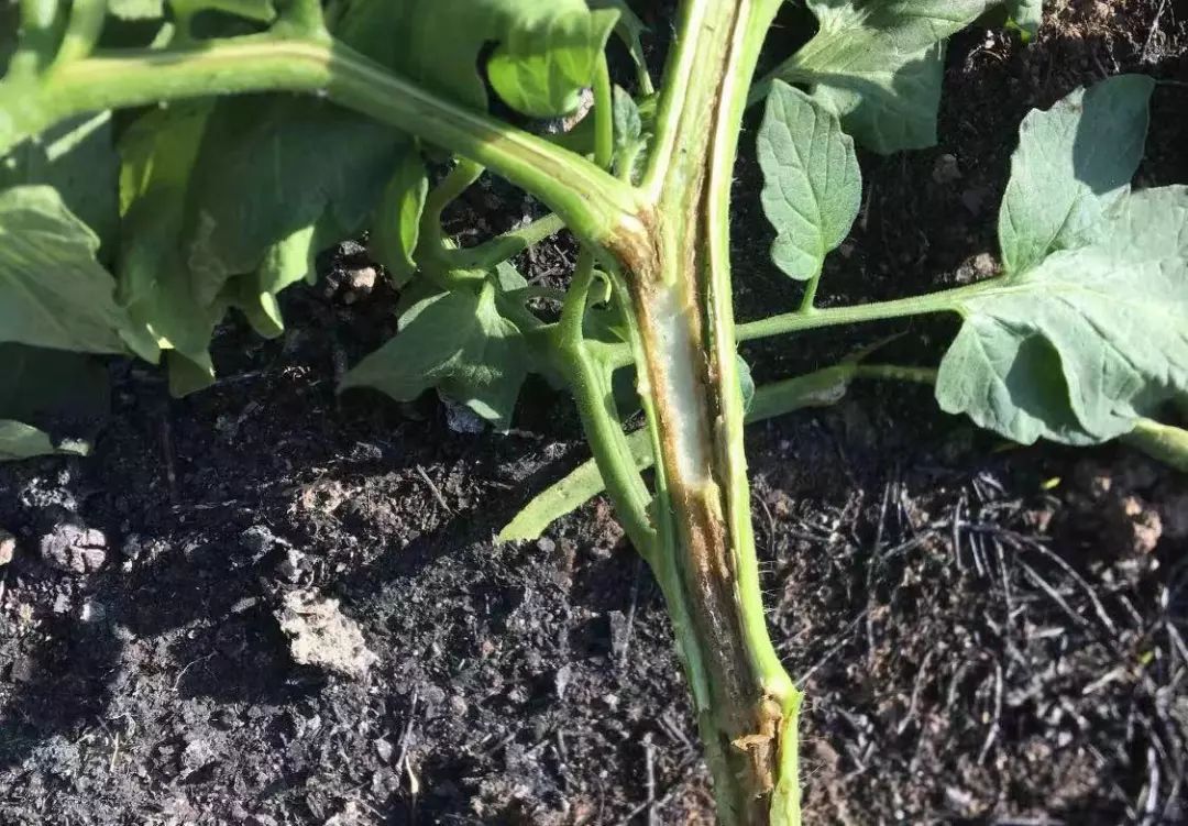 番茄所有病害图片及解决方法,番茄十大病害图解