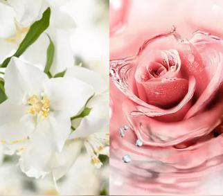 内衣裤专用除菌洗衣液推荐,内衣裤抗菌洗衣液