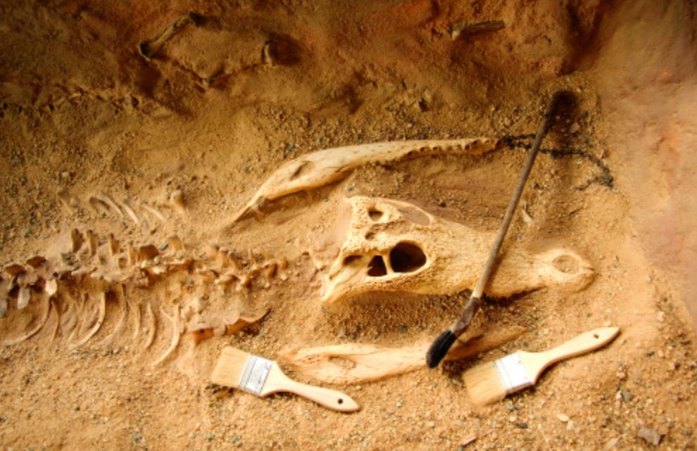 6600万年前大恐龙骨架拍卖，龙角超过1米，生前是霸王龙的食物