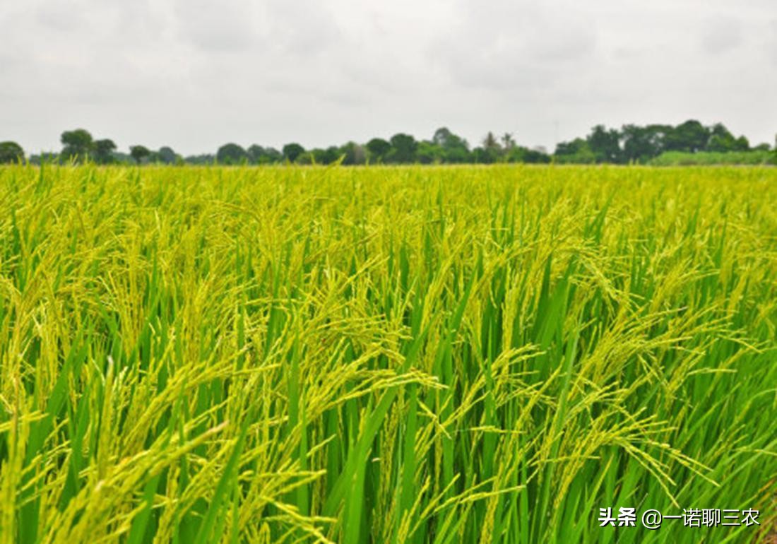 水稻种植时期水量管理,水稻大棚温度管理