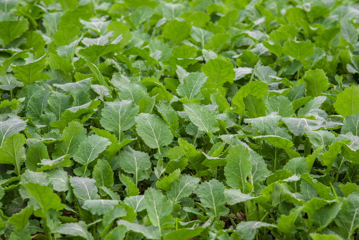 洋湖国家湿地公园,洋沙湖国家湿地公园马鞭草