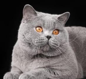 英短猫长大后是什么样的,英短猫的成长大小跟什么有关