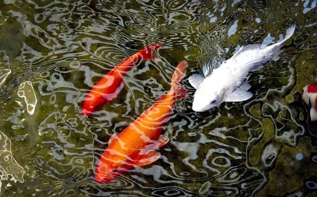 2022年立春打春禁忌,今日立春打一动物