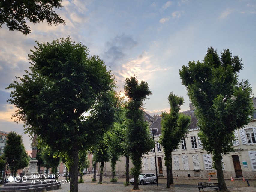 欧洲红豆杉历史,现在的红豆杉树什么样子