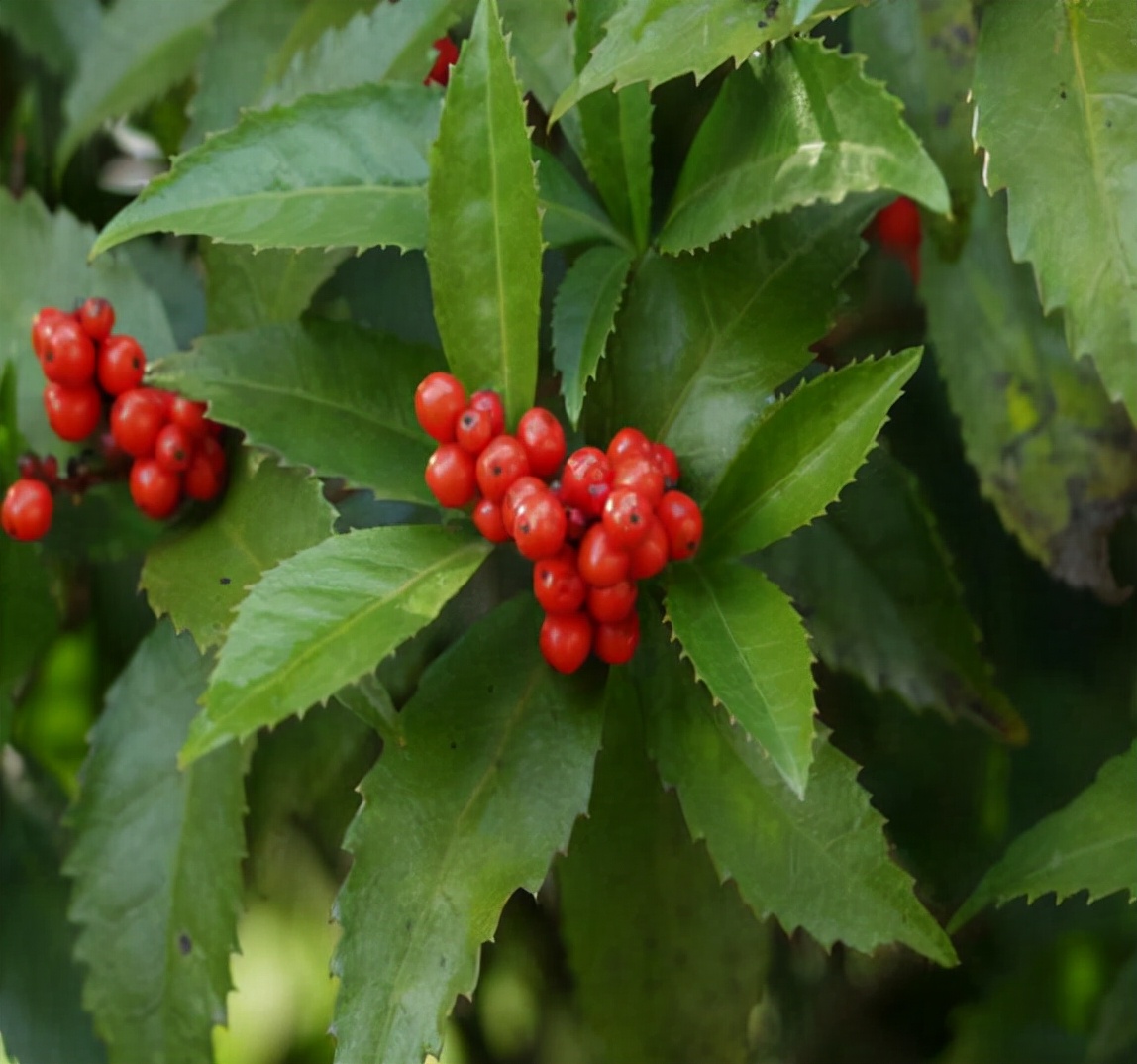 林中一种“满山香”，风一吹满山香气，是“草珊瑚含片”重要原料