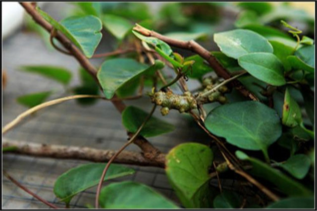 田七苗期病害,田七种植技术和产量