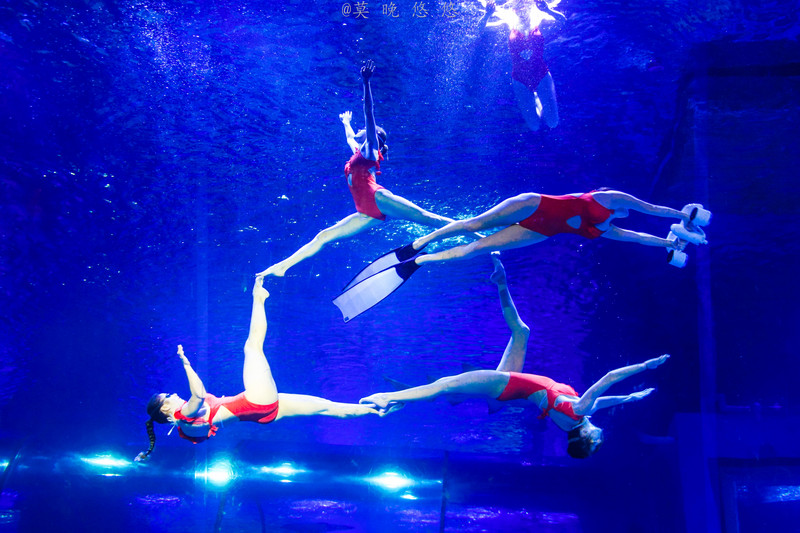 海洋极地海洋世界攻略,正佳极地海洋世界白鲸海象