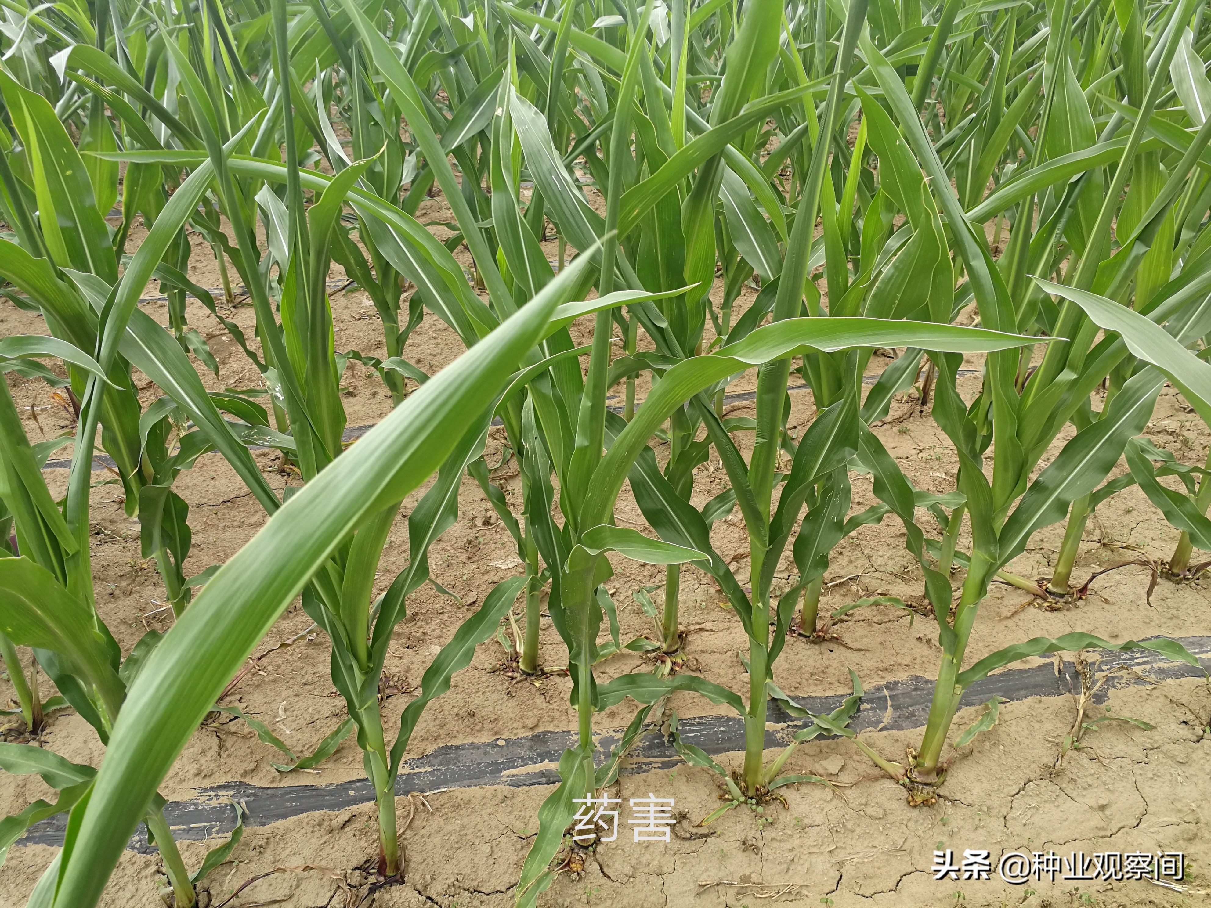 玉米苗心叶扭曲病怎么治,怎样解除玉米除草剂对下茬的药害