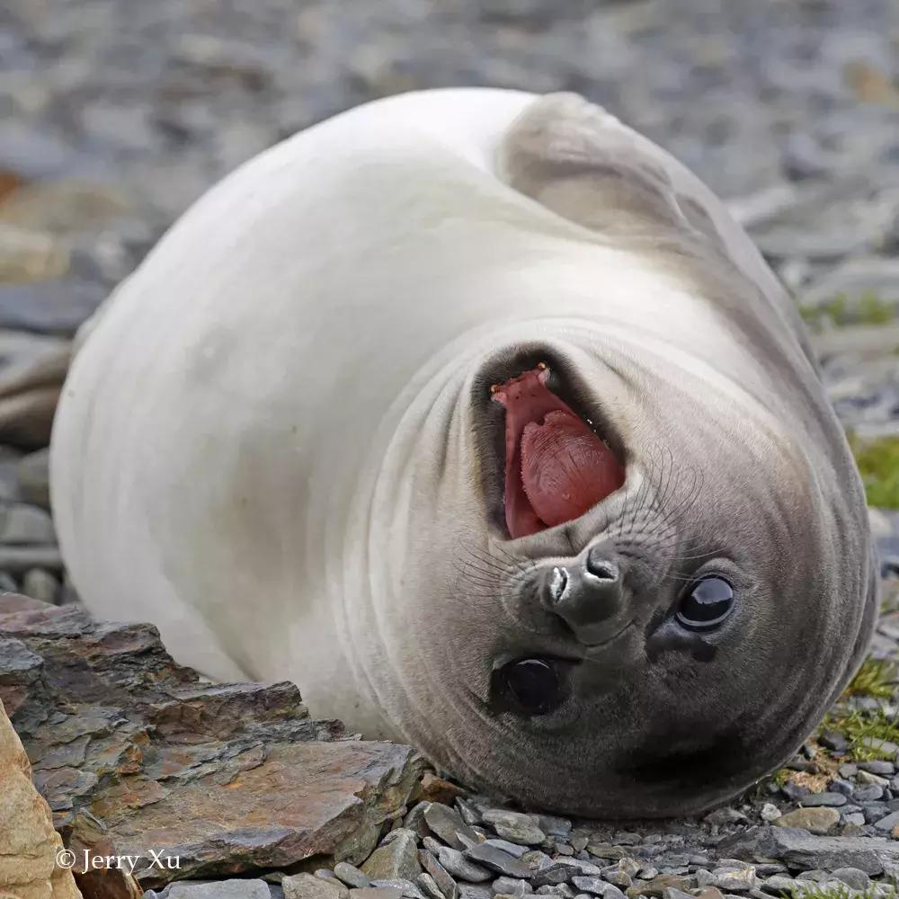 宝典妈妈带你了解国际海豹日,国际海豹日科普