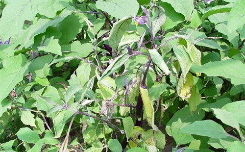 茄子黄萎病是什么,茄子黄萎病怎么治