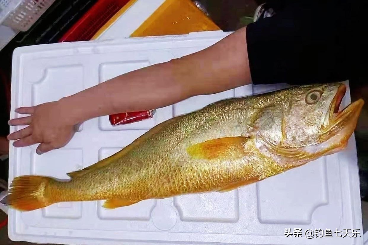 出海钓鱼为生一年能赚多少钱,出海钓鱼回本5000