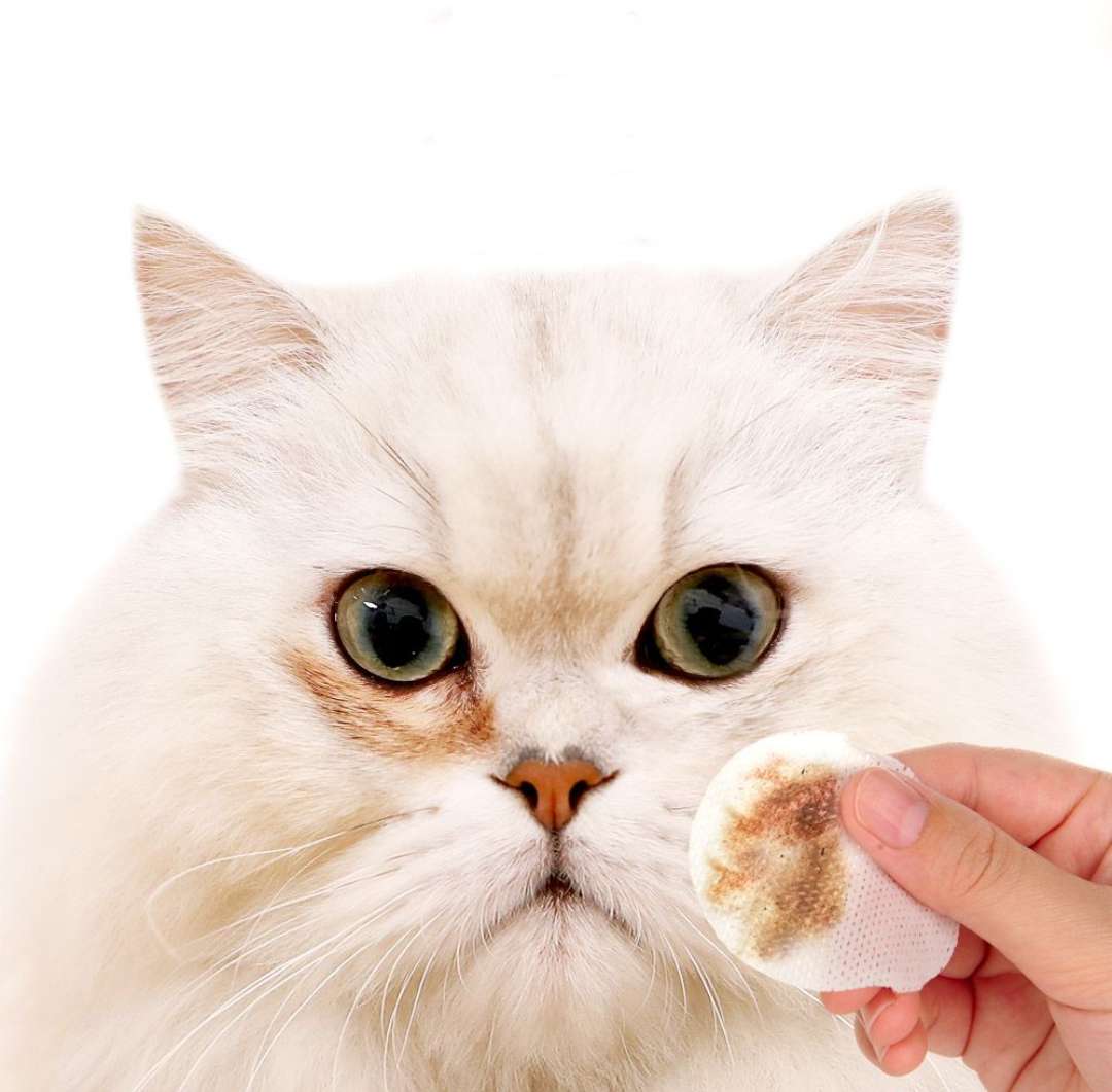 铲屎官通过监控看自家宠物,铲屎官查看猫咪视频