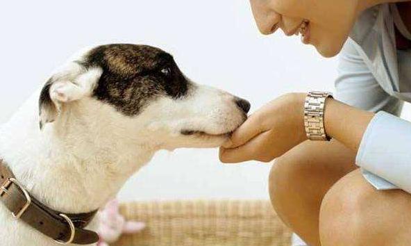 小狗10种吸引狗狗过来的叫声,狗狗叫声像狼嚎一样是怎么回事