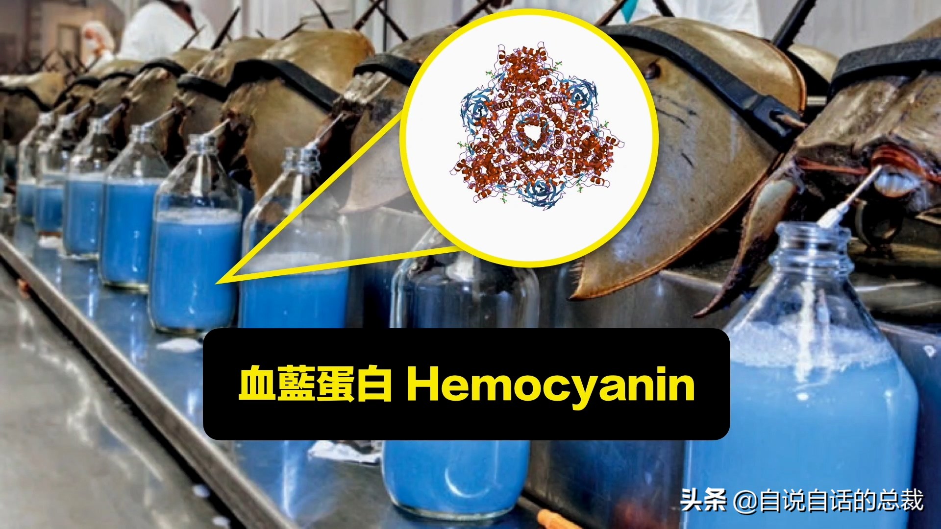 蚶蛤蛏蚬区别,蛤蜊蚶子蛏子区别