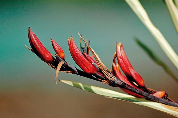 来自新西兰的抗老秘方,好使吗?