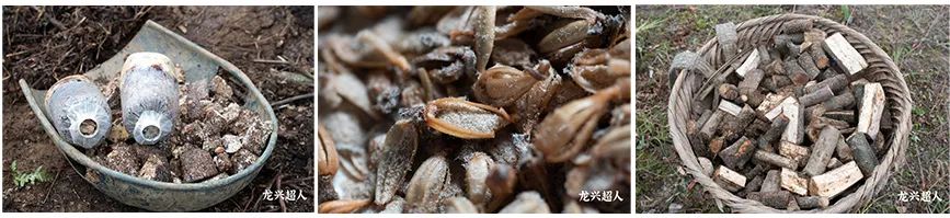 安徽道地药材天麻,天麻的道地药材