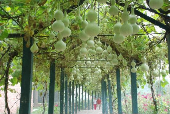 石家庄十一周边自驾游攻略,十一石家庄到胡杨林自驾游攻略