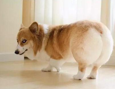 这5种狗狗可谓是拆家王,什么狗狗好养不掉毛不拆家