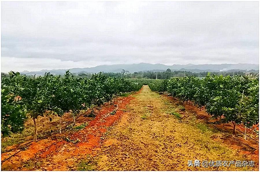 柑橘园水肥一体化,展示最新柑橘建园技术