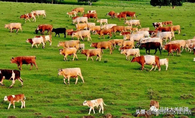 来听听*疆新**人怎么介绍*疆新**吧