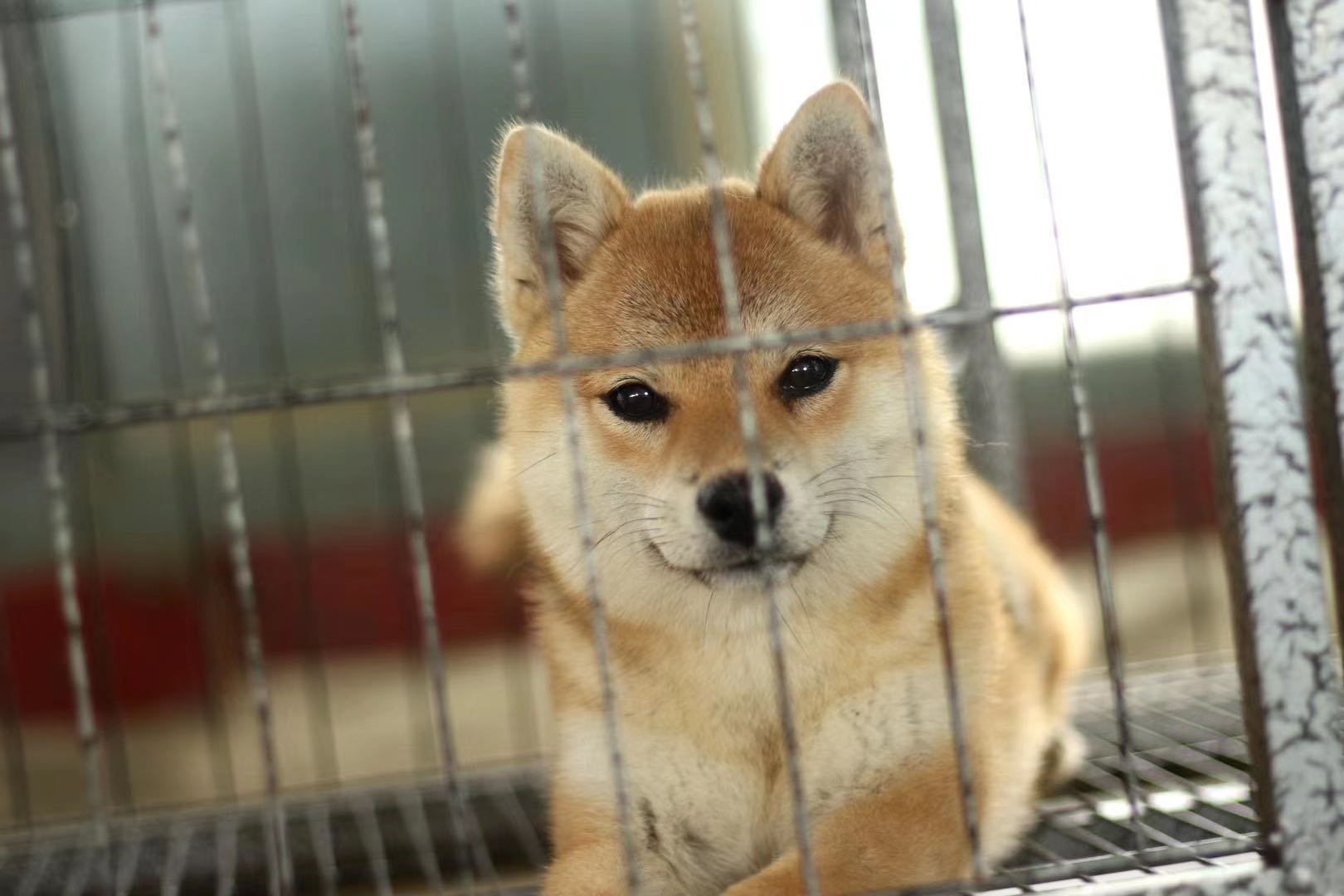 犬舍买狗,正规犬舍买狗