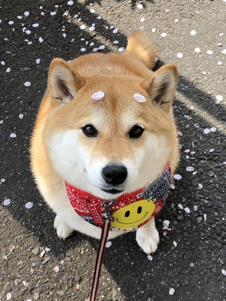 樱花经济,日本樱花经济深度分析