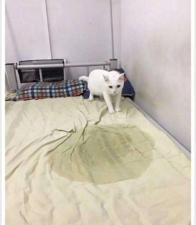 一泡尿可能憋死一只猫,猫尿的危害有多可怕