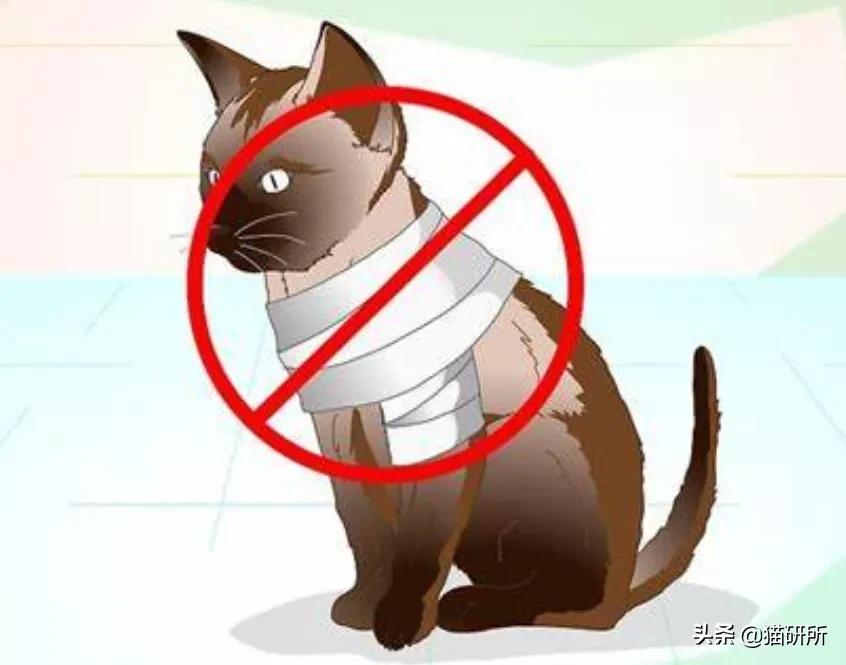 猫咪摔骨折了治疗需要多少钱,猫咪骨折吃什么东西恢复得快