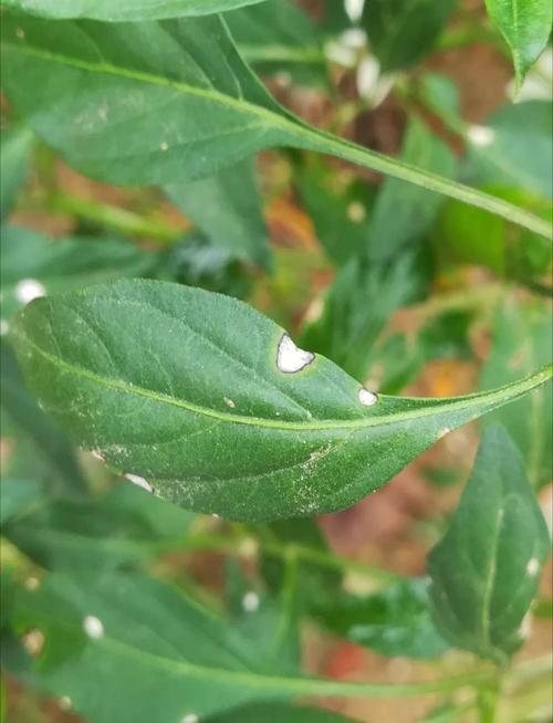 辣椒白星病防治农药,辣椒的白星病害图片及用药