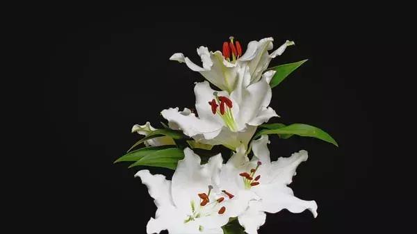 世界最大鲜花市场的销售全过程,全球最大的鲜花交易市场排名第一