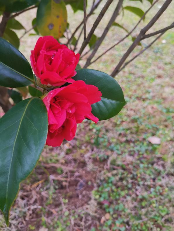 我的奶奶是个有特点的人,我的奶奶是个可爱的人英语