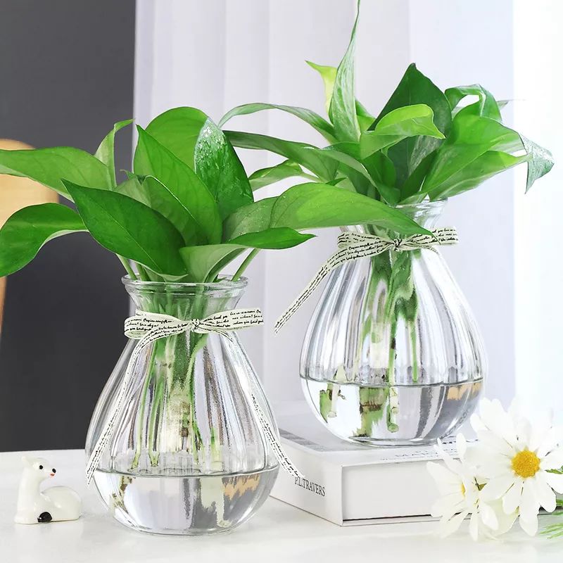 种花一年四季都能生根,冬天种花枝条多久生根