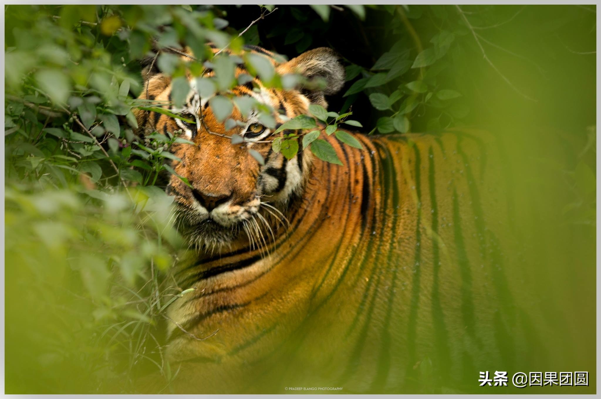 虎王拉贾孩子,虎王拉贾儿子怎么死的