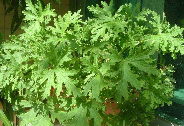 驱蚊草养花小技巧,最强驱蚊草盆栽